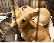 100 Chihuahuas