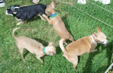 Pet rescue